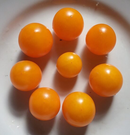 Голд Раш Курант